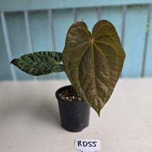 Load image into Gallery viewer, #RD55 Anthurium Dark Complex x Luxurians