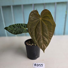 Load image into Gallery viewer, #RD55 Anthurium Dark Complex x Luxurians