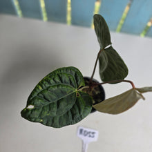 Load image into Gallery viewer, #RD55 Anthurium Dark Complex x Luxurians