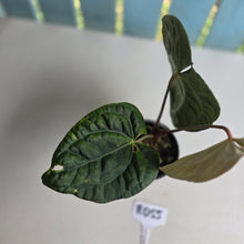 Load image into Gallery viewer, #RD55 Anthurium Dark Complex x Luxurians