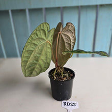 Load image into Gallery viewer, #RD55 Anthurium Dark Complex x Luxurians