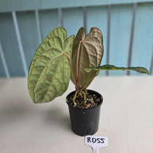 Load image into Gallery viewer, #RD55 Anthurium Dark Complex x Luxurians