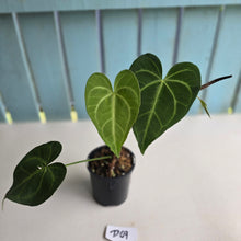 Load image into Gallery viewer, #D69 Anthurium Leuconeurum