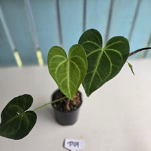 Load image into Gallery viewer, #D69 Anthurium Leuconeurum