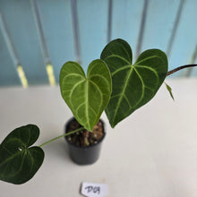 Load image into Gallery viewer, #D69 Anthurium Leuconeurum