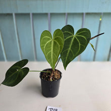 Load image into Gallery viewer, #D69 Anthurium Leuconeurum