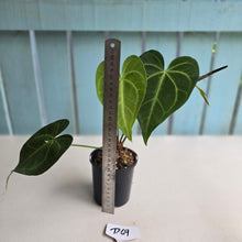 Load image into Gallery viewer, #D69 Anthurium Leuconeurum