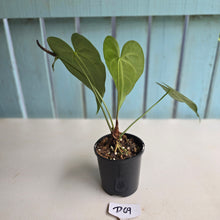 Load image into Gallery viewer, #D69 Anthurium Leuconeurum