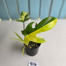 Load image into Gallery viewer, #R16 Philodendron Florida Beauty - With Pup