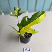 Load image into Gallery viewer, #R16 Philodendron Florida Beauty - With Pup