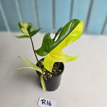 Load image into Gallery viewer, #R16 Philodendron Florida Beauty - With Pup