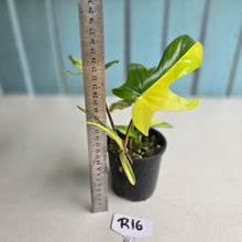 Load image into Gallery viewer, #R16 Philodendron Florida Beauty - With Pup
