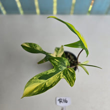 Load image into Gallery viewer, #R16 Philodendron Florida Beauty - With Pup