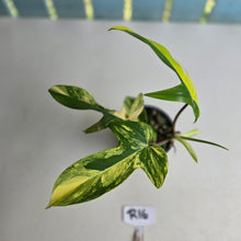 Load image into Gallery viewer, #R16 Philodendron Florida Beauty - With Pup