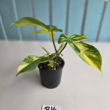 Load image into Gallery viewer, #R16 Philodendron Florida Beauty - With Pup