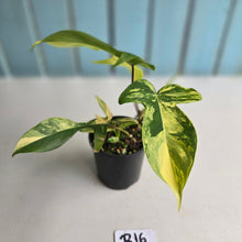 Load image into Gallery viewer, #R16 Philodendron Florida Beauty - With Pup