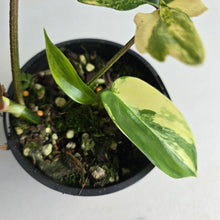 Load image into Gallery viewer, #R16 Philodendron Florida Beauty - With Pup