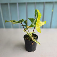 Load image into Gallery viewer, #R16 Philodendron Florida Beauty - With Pup