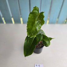 Load image into Gallery viewer, #R9 Anthurium Twisted Veitchii x Veitchii