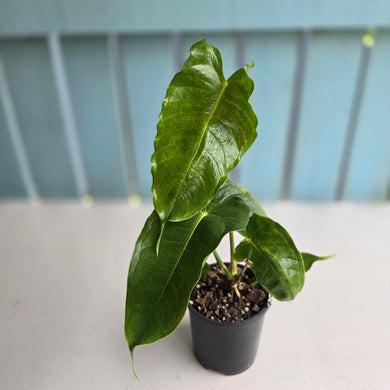 #R9 Anthurium Twisted Veitchii x Veitchii