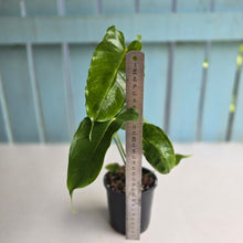 Load image into Gallery viewer, #R9 Anthurium Twisted Veitchii x Veitchii