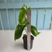 Load image into Gallery viewer, #R9 Anthurium Twisted Veitchii x Veitchii