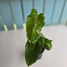 Load image into Gallery viewer, #R9 Anthurium Twisted Veitchii x Veitchii