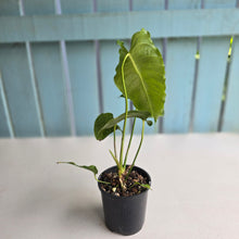 Load image into Gallery viewer, #R9 Anthurium Twisted Veitchii x Veitchii