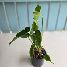 Load image into Gallery viewer, #R9 Anthurium Twisted Veitchii x Veitchii