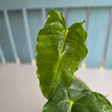 Load image into Gallery viewer, #R9 Anthurium Twisted Veitchii x Veitchii