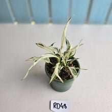 Load image into Gallery viewer, #RD48 Spathiphyllum &#39;Monet&#39; - Miniature