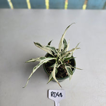 Load image into Gallery viewer, #RD48 Spathiphyllum &#39;Monet&#39; - Miniature