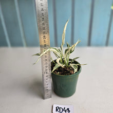 Load image into Gallery viewer, #RD48 Spathiphyllum &#39;Monet&#39; - Miniature