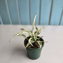 Load image into Gallery viewer, #RD48 Spathiphyllum &#39;Monet&#39; - Miniature