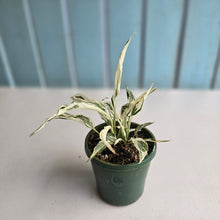 Load image into Gallery viewer, #RD48 Spathiphyllum &#39;Monet&#39; - Miniature