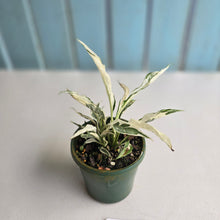 Load image into Gallery viewer, #RD48 Spathiphyllum &#39;Monet&#39; - Miniature