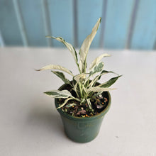 Load image into Gallery viewer, #RD48 Spathiphyllum &#39;Monet&#39; - Miniature