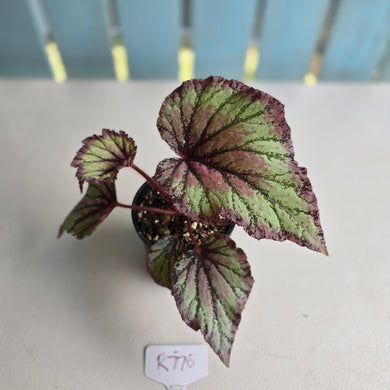 #R776 Begonia Unknown