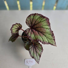 Load image into Gallery viewer, #R776 Begonia Unknown