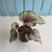 Load image into Gallery viewer, #R776 Begonia Unknown