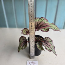 Load image into Gallery viewer, #R776 Begonia Unknown