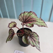 Load image into Gallery viewer, #R776 Begonia Unknown
