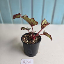 Load image into Gallery viewer, #R776 Begonia Unknown