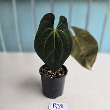 Load image into Gallery viewer, #R38 Anthurium Dark NOID