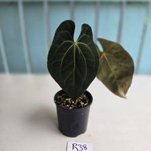 Load image into Gallery viewer, #R38 Anthurium Dark NOID