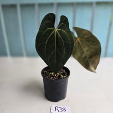 Load image into Gallery viewer, #R38 Anthurium Dark NOID