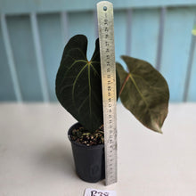 Load image into Gallery viewer, #R38 Anthurium Dark NOID