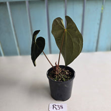 Load image into Gallery viewer, #R38 Anthurium Dark NOID