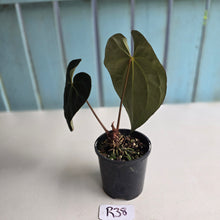 Load image into Gallery viewer, #R38 Anthurium Dark NOID