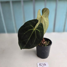 Load image into Gallery viewer, #R38 Anthurium Dark NOID